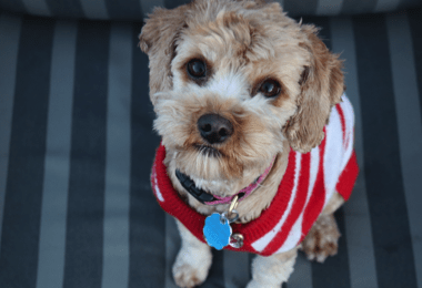 Één op de drie baasjes verkiest hond of kat boven eigen partner